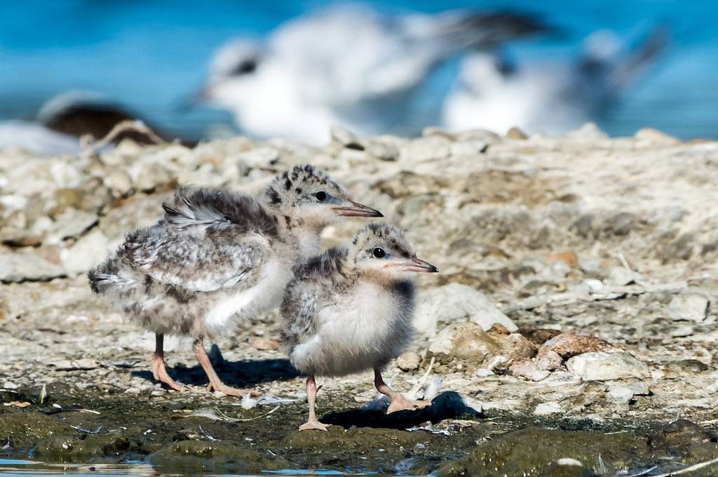 On stubby legs we stand by jonasflanken is licensed under CC BY-NC-SA 2.0